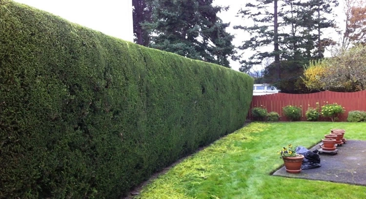 A Complete Guide to Cedar Hedge Trimming in Vancouver