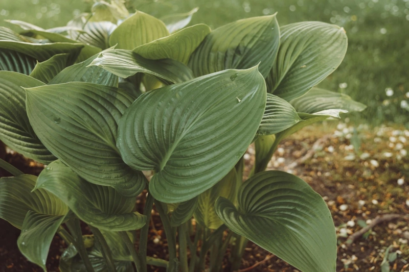 How to Use a Rototiller to Prep Your Garden for Spring