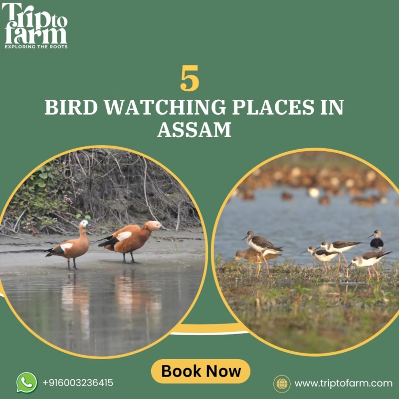 5 Best Bird Watching Places in Assam