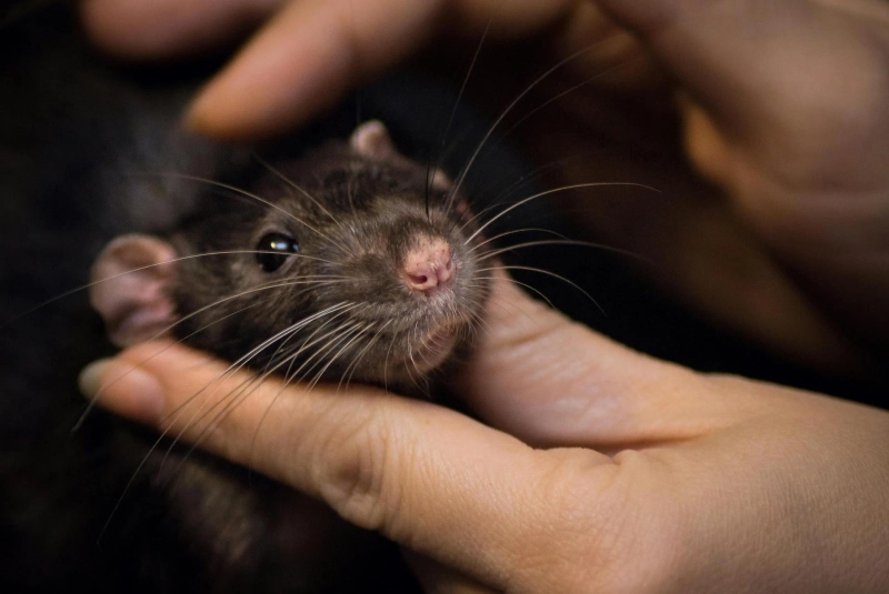 Rodent Proofing the Smart Way: Tech Tools and Monitoring for Modern Homes