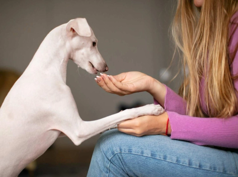 Top 7 Side Effects of Gabapentin in Dogs & Correct Dosage