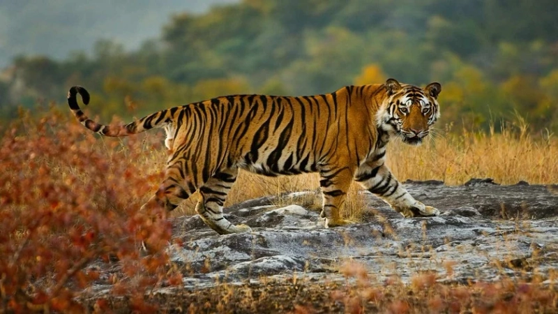 Sariska National Park – A Complete Travel Guide