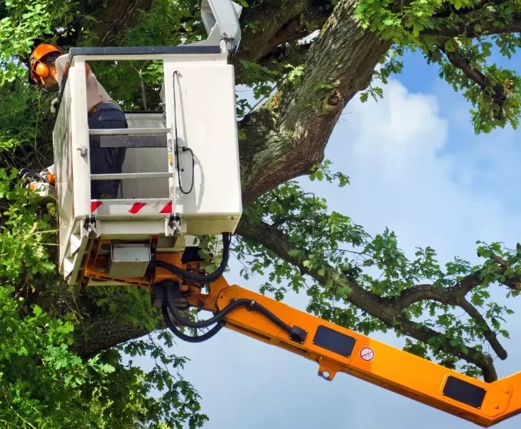 Land Clearing at Lord's Tree Service LLC