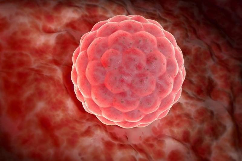 Mammalian Cell Line Development: Unlocking the Potential for Biomedical Breakthroughs