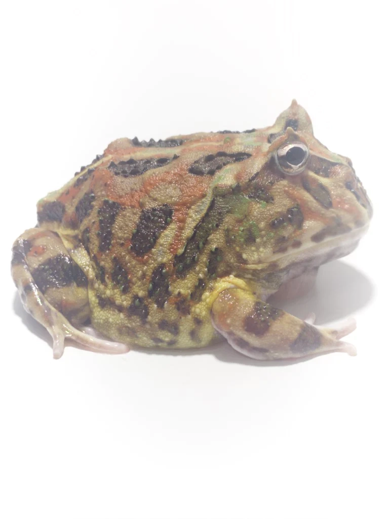 Pacman Frogs: What Are They, Characteristics, Food Needs, and More