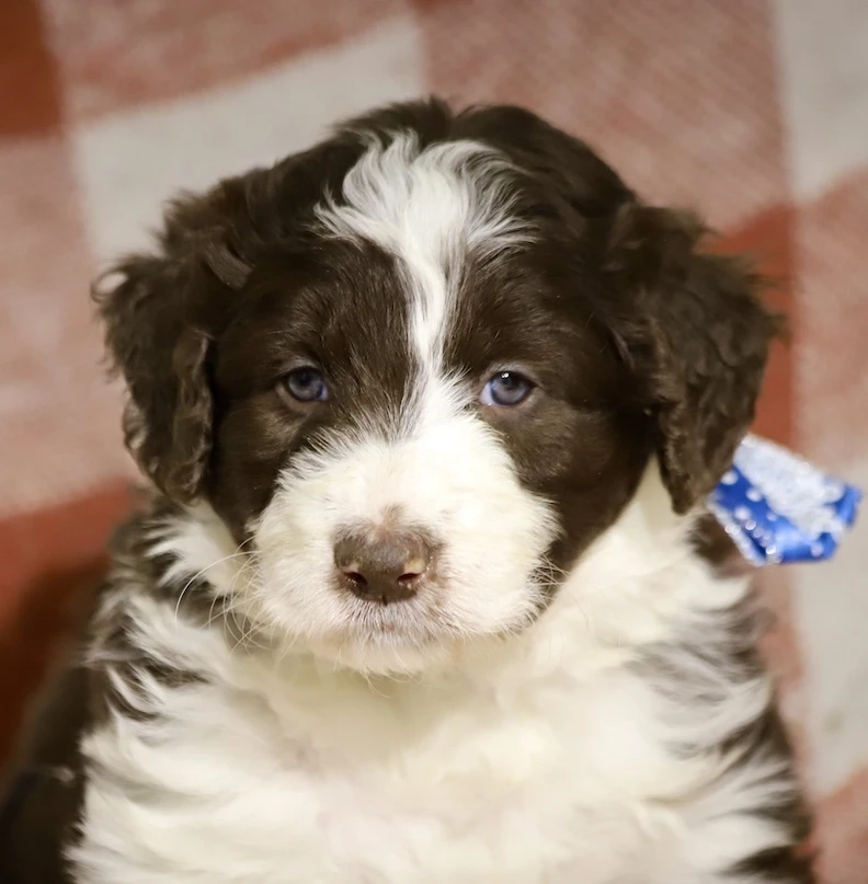 Why Are Families Choosing Bordoodles Over Other Dogs?