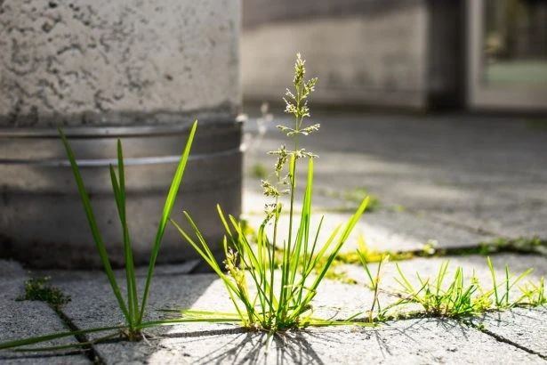 Désherbage facile : Astuces et conseils pour utiliser Désherbant Radikal efficacement