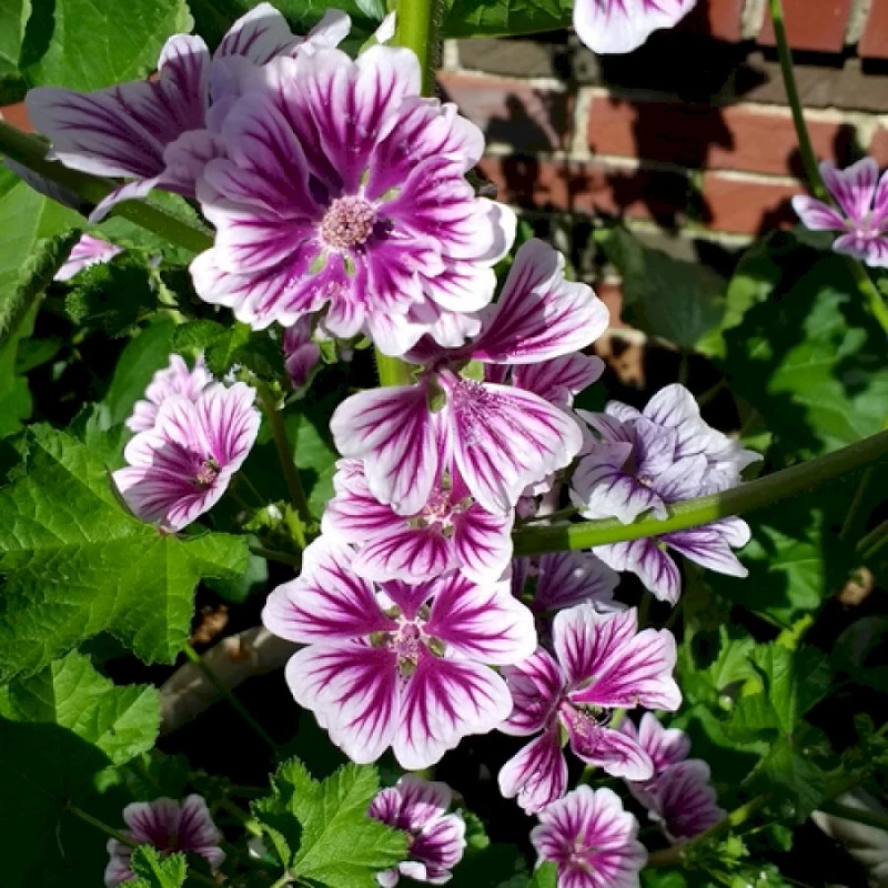 Gardening in St. Louis