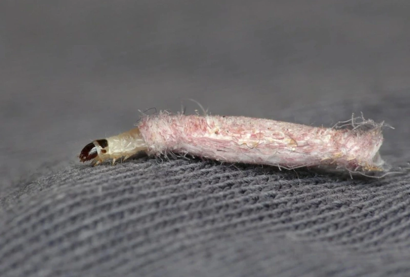 How to Get Rid of Carpet Moths Permanently in Your Cardiff Home