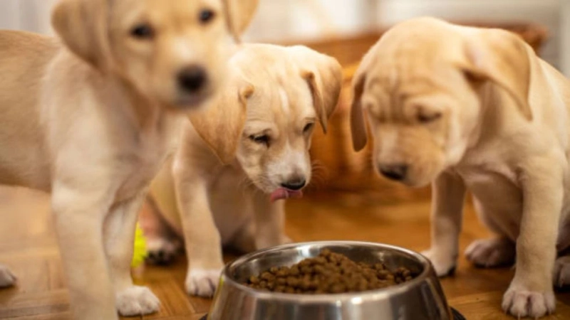 Transforming Your Dog's Diet with Health Extension Dog Food