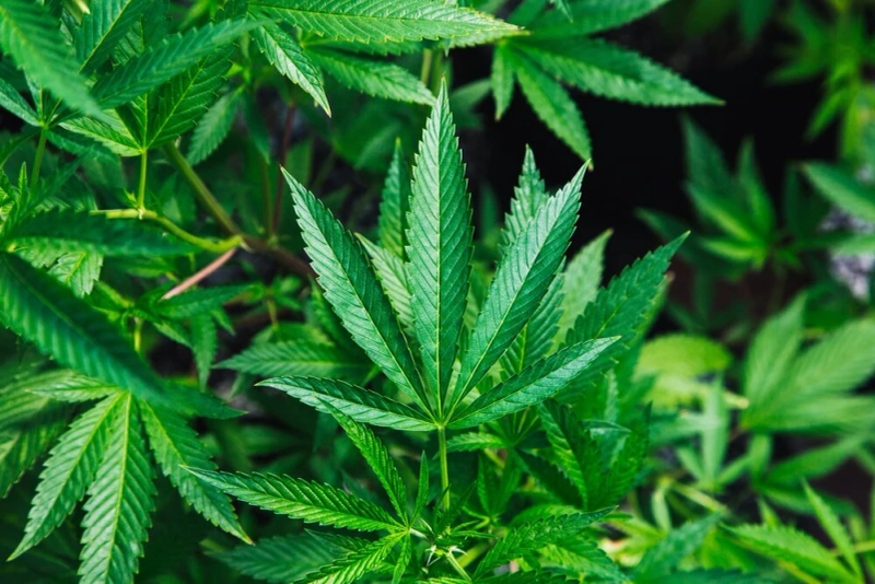 Different Types Of cannabis Concentrates To Choose From