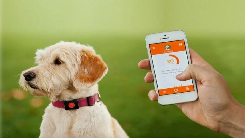 Smart Connected Pet Collar Market Size, Share, Growth, Trends and Forecast to 2031