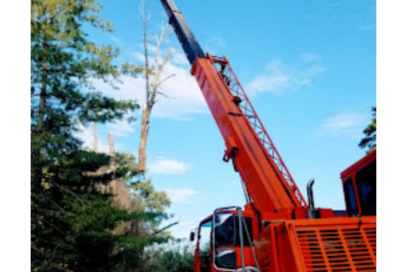 Why Tree Removal is Essential in Unionville