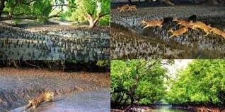 SUNDARBAN TOUR FROM GODKHALI