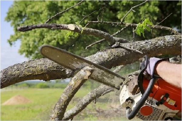 What Factors Determine Tree Removal Cost?