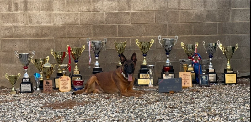 Belgian Malinois for Sale. Advanced Protection Dogs Built for Family Safety