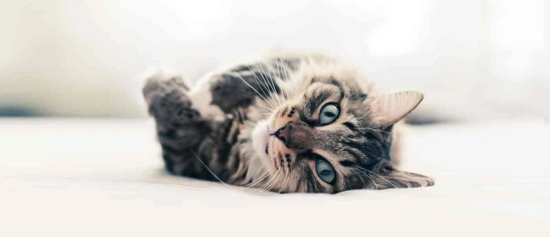 Expert Advice from a Trusted Pollock Pines Veterinarian