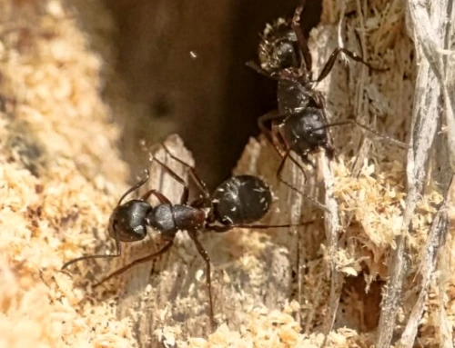 All the Problems Ants Cause to a Property