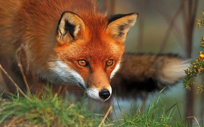 What Spiritual Insights Come From Fox Symbolism?