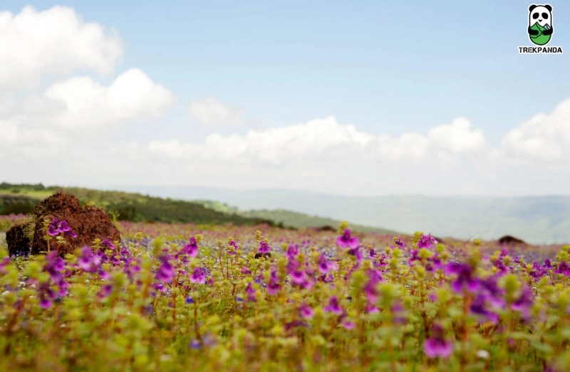 🌸 Kaas Plateau – Maharashtra's Valley of Flowers