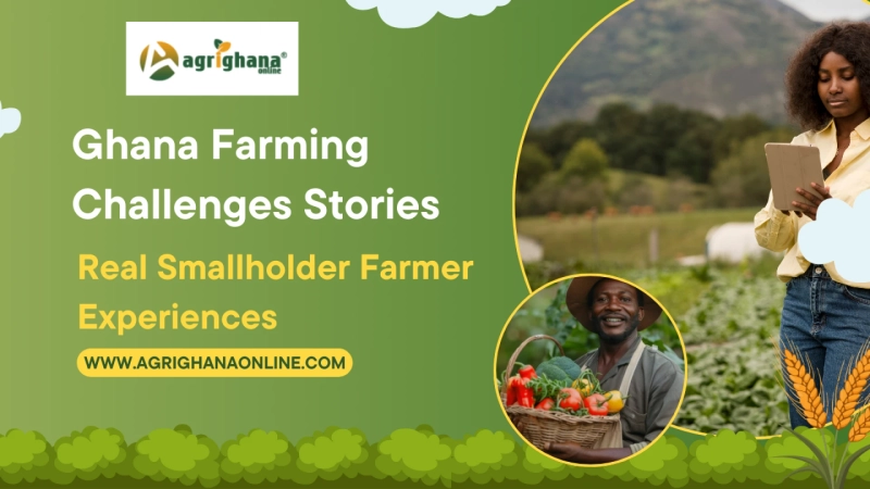 Ghana Farming Challenges Stories | Real Smallholder Farmer Experiences