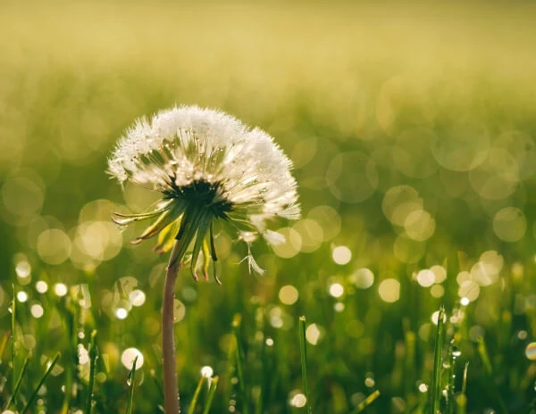 How PlantStar’s Plant Finder Helps You Choose Plants Easily