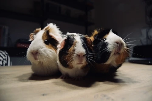 All About Himalayan Guinea Pig