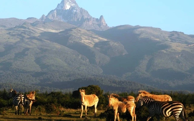 Tanzania All-Inclusive Safari: A Journey into the Heart of the Wild