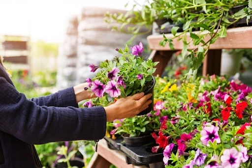 Buy Plants in Bangalore And Bring Nature Home Today