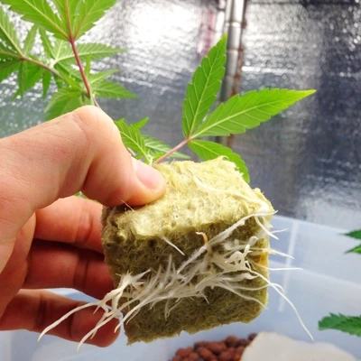 Gelato#45 clones Sacremento