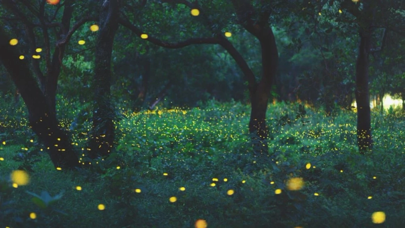 The Art of Landscape Lighting