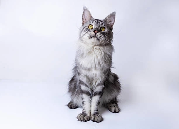 Top 10 Places to Find Available Maine Coon Kittens Oregon in 2026