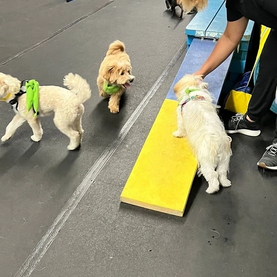 Everyday Pet Care for Spring Hill Families