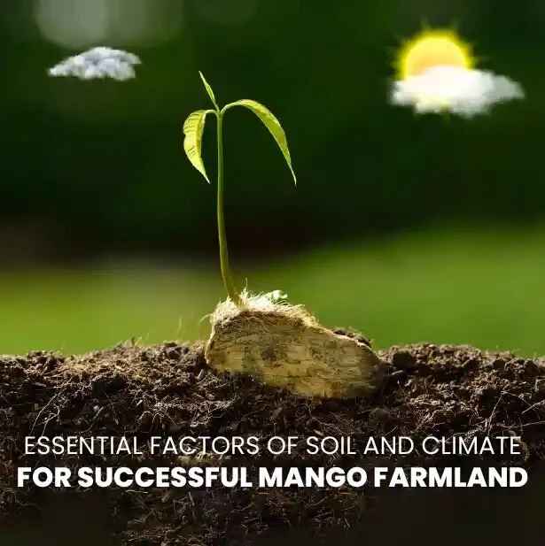 Essential Factors of Soil and Climate for Successful Mango Farmland