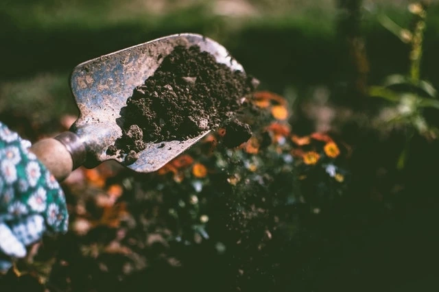 Why Should You Start Gardening?