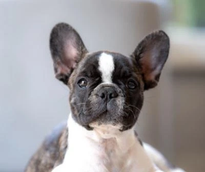 Offer Positive Reassurance To Your Puppy During Training