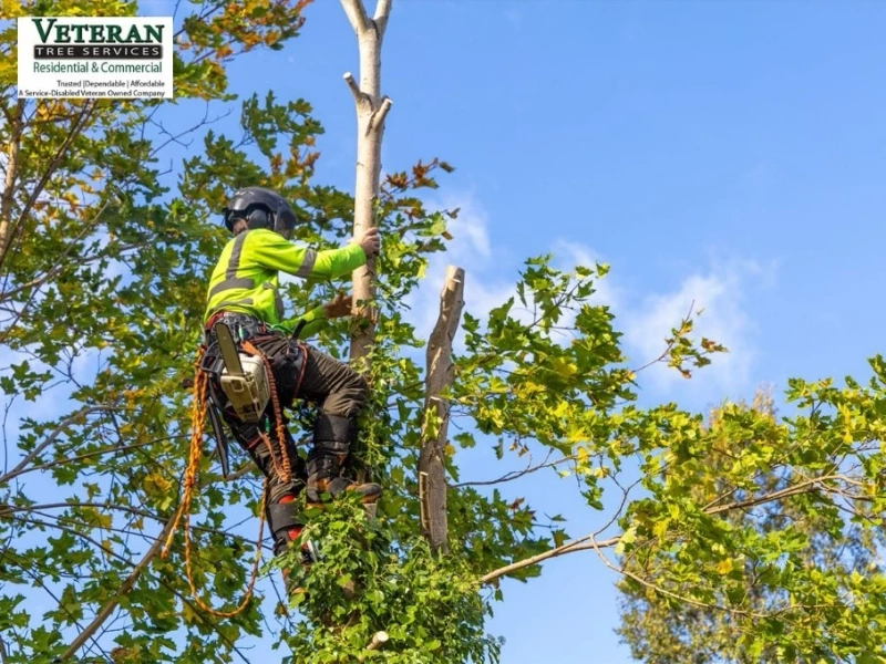 How Does a Tree Crane Service Company Handle Tough Tree Jobs?