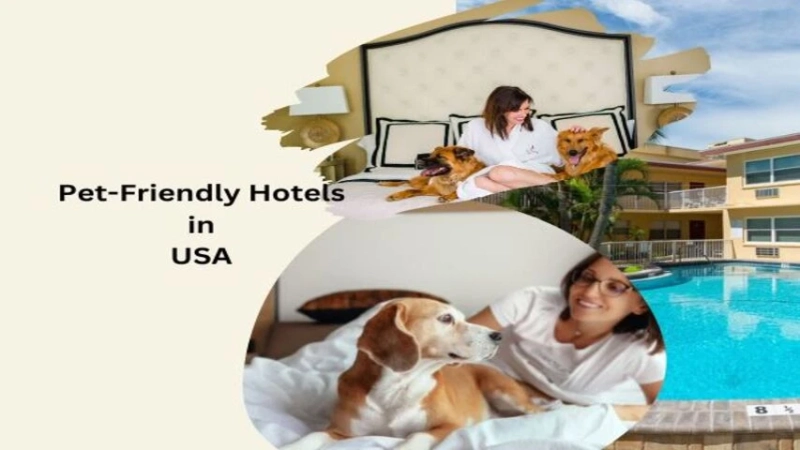 Top 10 Pet Friendly Hotels in the USA: Best Stays for You and Your Furry Friend