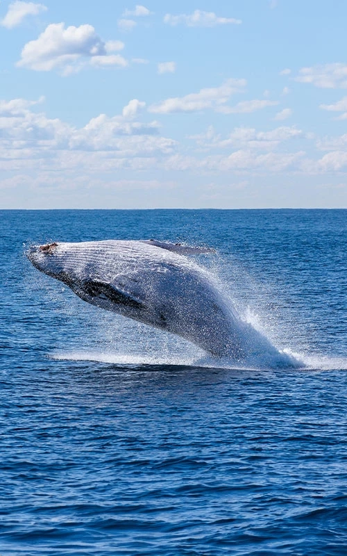 Tips To Craft Whale Watching Wonders On Perth's Azure Waters