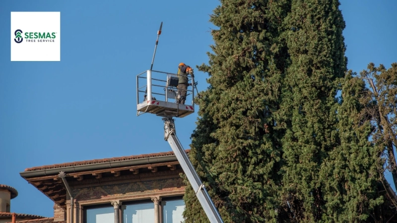 Why Winter Is Actually the Perfect Time to Prune Trees: Expert Secrets