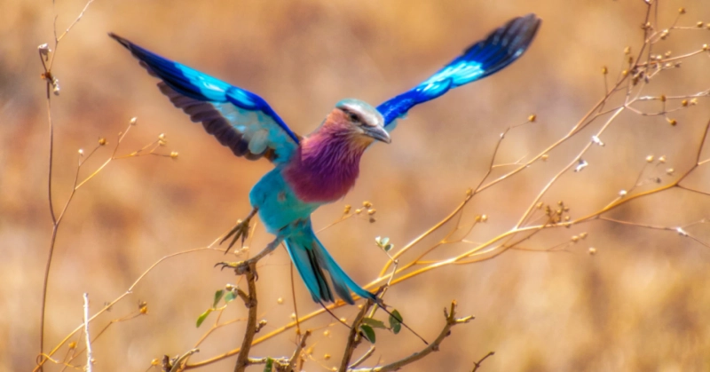 Experience the Beauty of Africa with Kosher Safari Tours