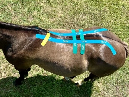 The Benefits of Equine Kinesiology Tape: An Overview of Equi-Tape® Inc