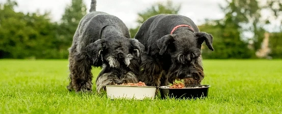 What Is Organic Dog Food?