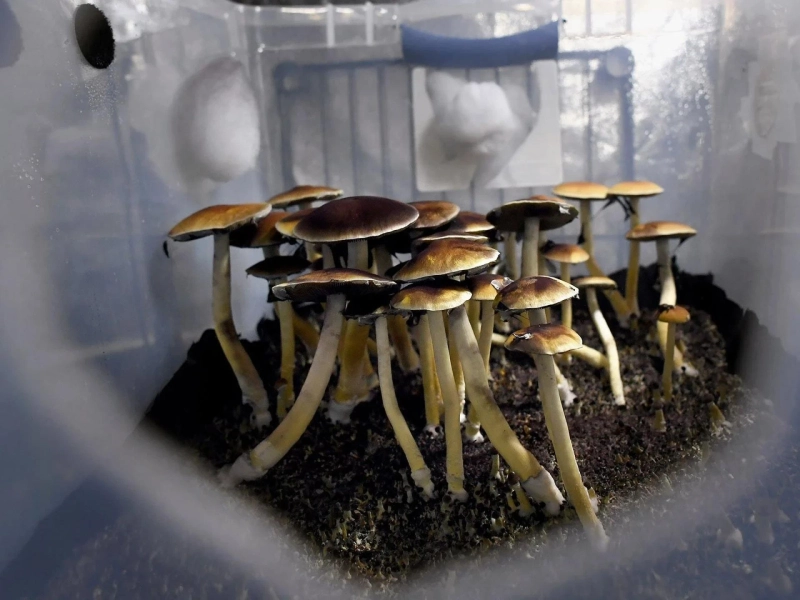 All The Benefits Associated With Psilocybin
