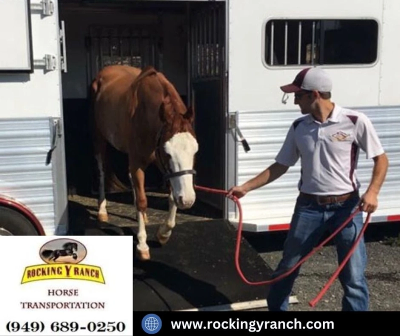 Horse Shipping Services in California | Rocking Y Ranch