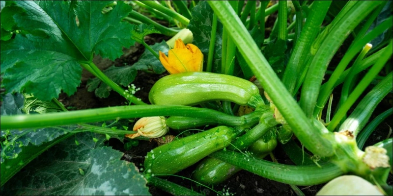 How to Create a Vertical Zucchini Garden