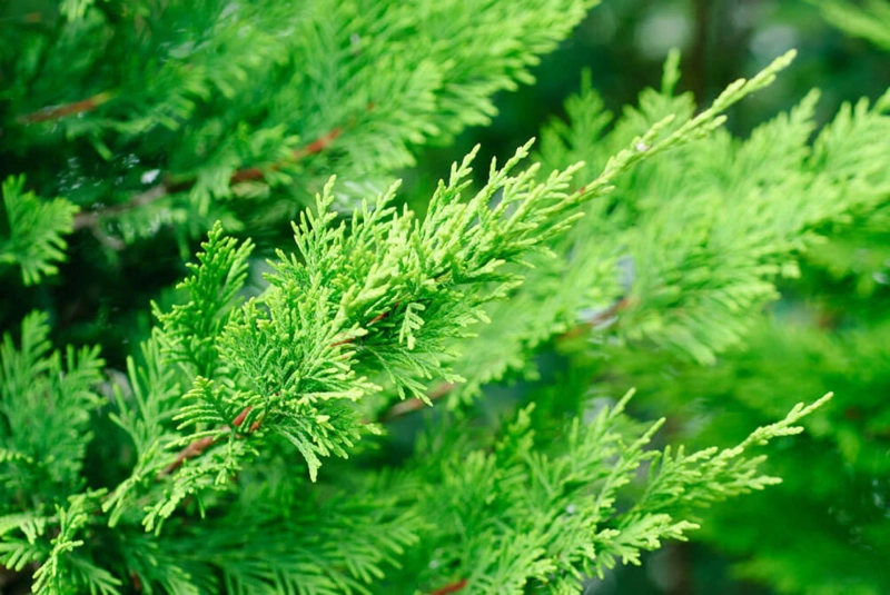 Reasons to Avoid Leyland Cypress