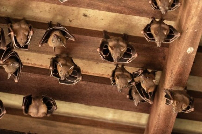 Reclaiming Your Home: A Guide to Effective Rat and Bat Removal