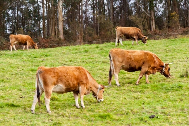 Why Beef Is Better From Cows Raised On A Dairy Farm