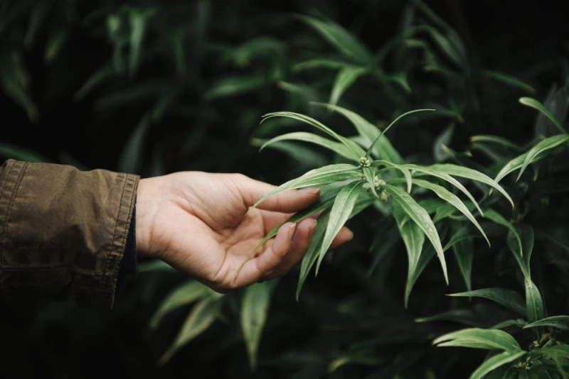 Top Strains to Aid Anxiety in Canada